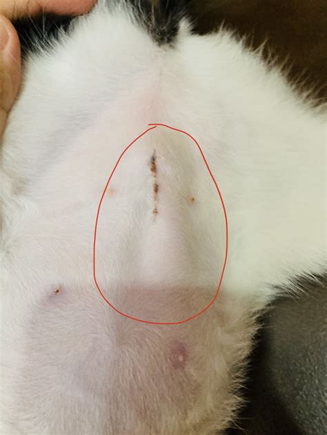 Lump At Incision Site After Spay Dog